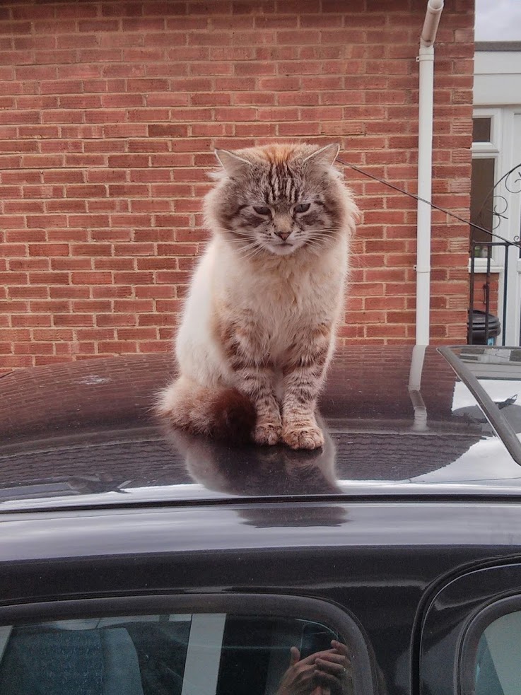 Lost cat